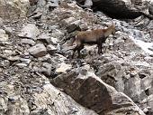 Salita da Valbondione al Rifugio, Lago e Passo di Coca (2645 m.) con freddo pungente il 17 ottobre 2009 - FOTOGALLERY